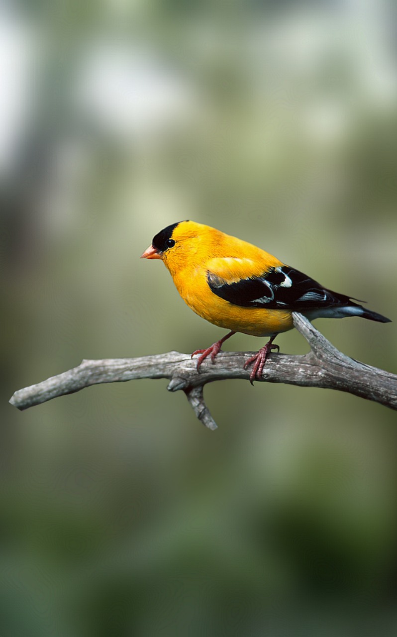 Pajaro en el cielo