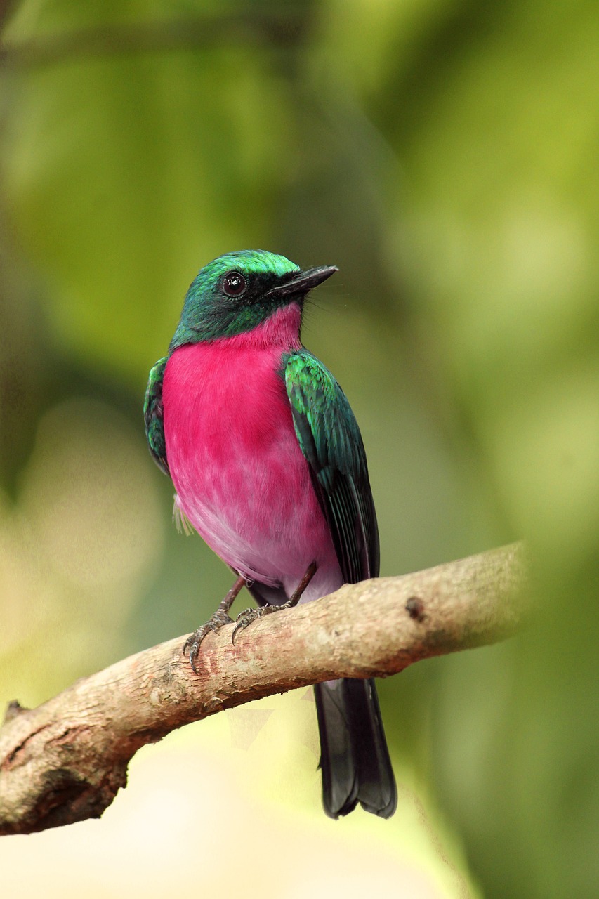 Pajaro que simboliza la libertad de escuchar